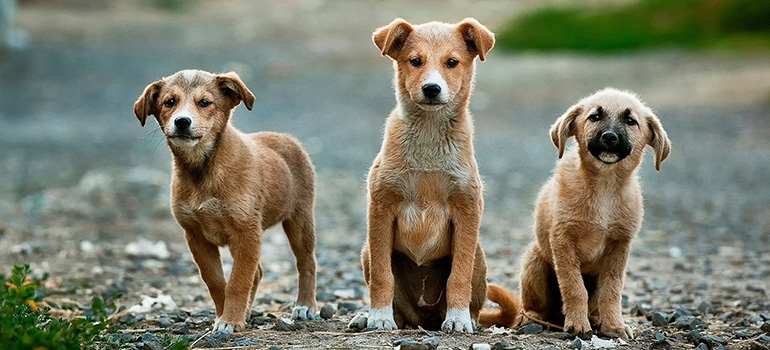 Animal Control & Shelter